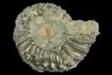 Pyrite Encrusted Ammonite (Pleuroceras) Fossil - Germany #125404-1